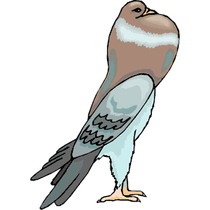 Pigeon 12