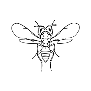 chalcidfly