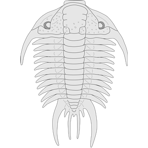 Trilobite - Paraceraurus