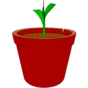 Plant - Sprouting