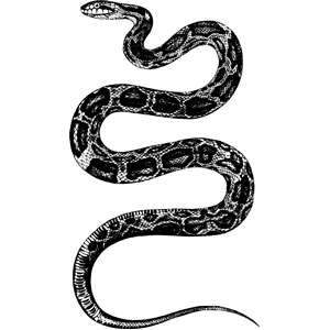 Snake 5