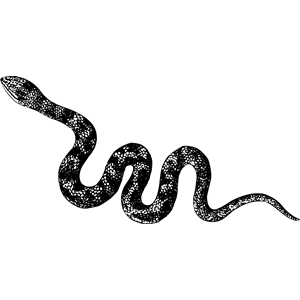 Ring-necked cobra