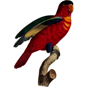Parrot 29