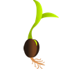 Germinating seed vectorized