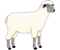 Sheep 5