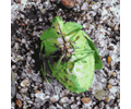 Green Belly Bug