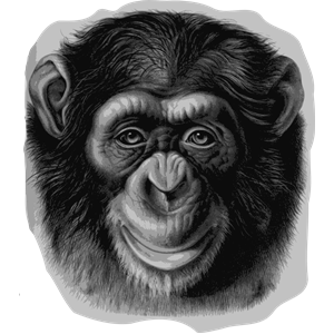 Chimpanzee Head