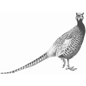Pheasant (greyscale)