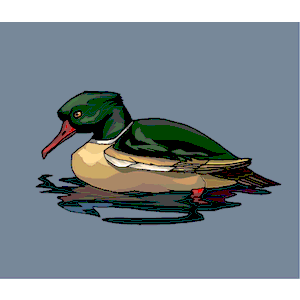 Duck 31