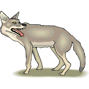 Coyote 6