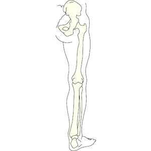 Bones - Leg 2