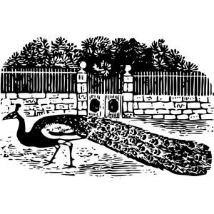 peacock at the gate