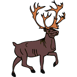 Elk 5