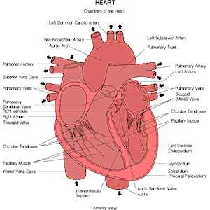 Chart - Heart