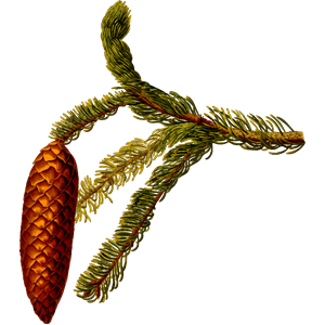 Common spruce (detailed)