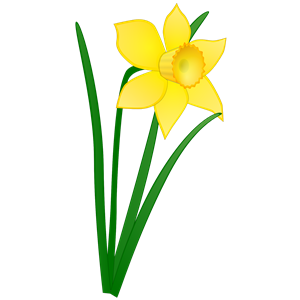 daffodil jonathan dietri 01