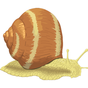 snail 02