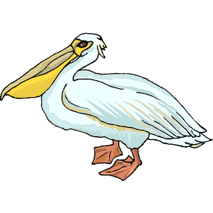Pelican 16