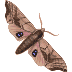 moth (smerinthus geminatus) top view