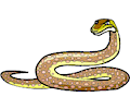 Snake Python