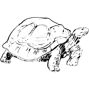 Tortoise 1