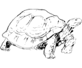 Tortoise 1