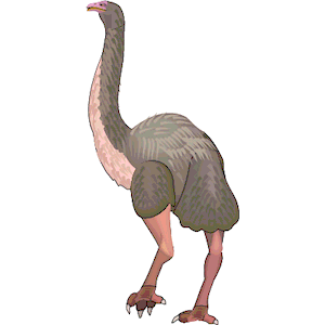 Dinornis 1