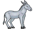 Donkey 10