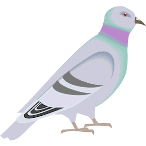 Pigeon 02