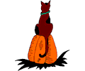 Cat on Pumpkin 2