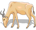 Antelope 18