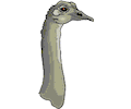 Ostrich 11