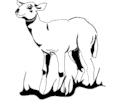 Lamb 4