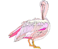 Pelican 24
