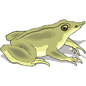 Frog 023