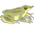 Frog 023
