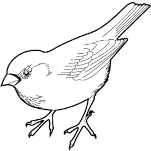 Sparrow 06