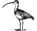 Long Billed Curlew 2