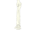 Bones - Forearm