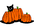 Pumpkins Cat