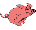 Running pig