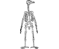 Bird Skeleton Standing