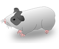 Cavia - guinea pig