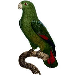 Parrot 42