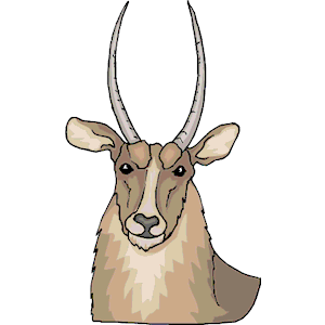 Antelope 29