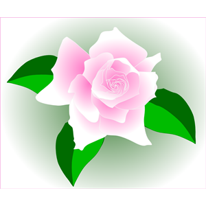 Pink Rose - Fixed
