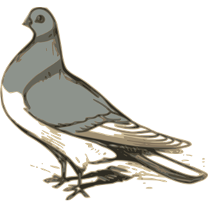 pigeon illustration