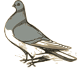 pigeon illustration