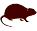 Rat 1