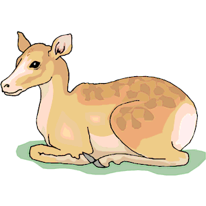 Deer 27